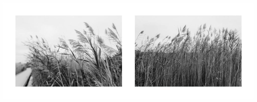 Tall grasses blowing in the wind on Fire Island in Robert Moses State Park in New York State