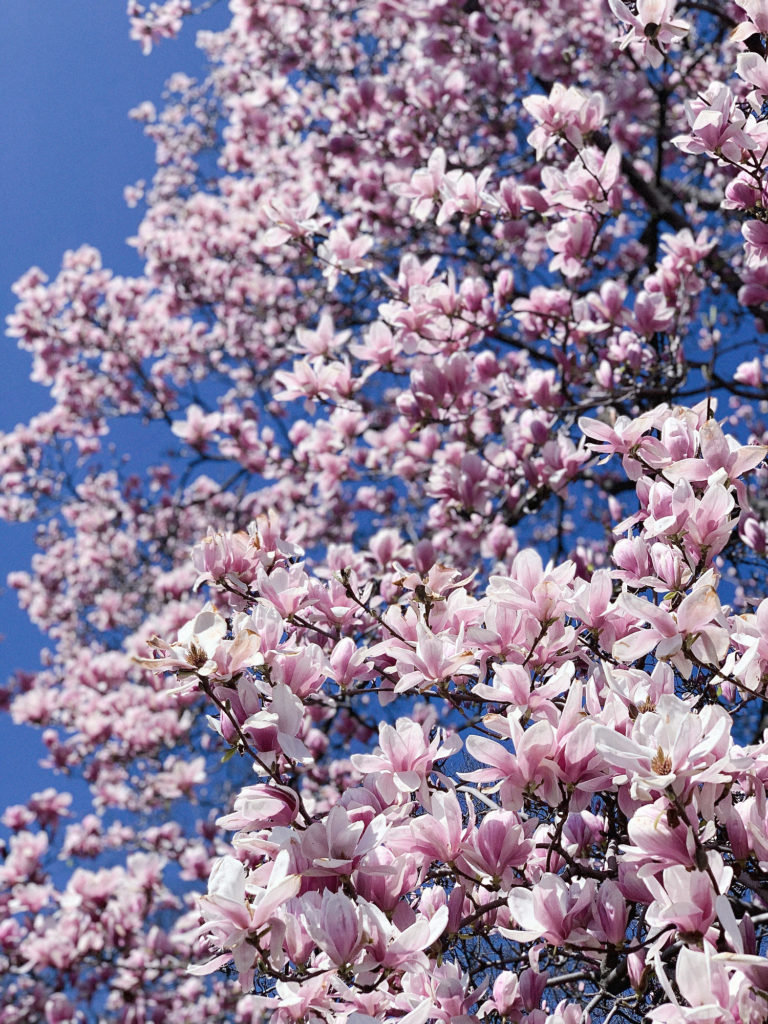 magnolias, covid 19