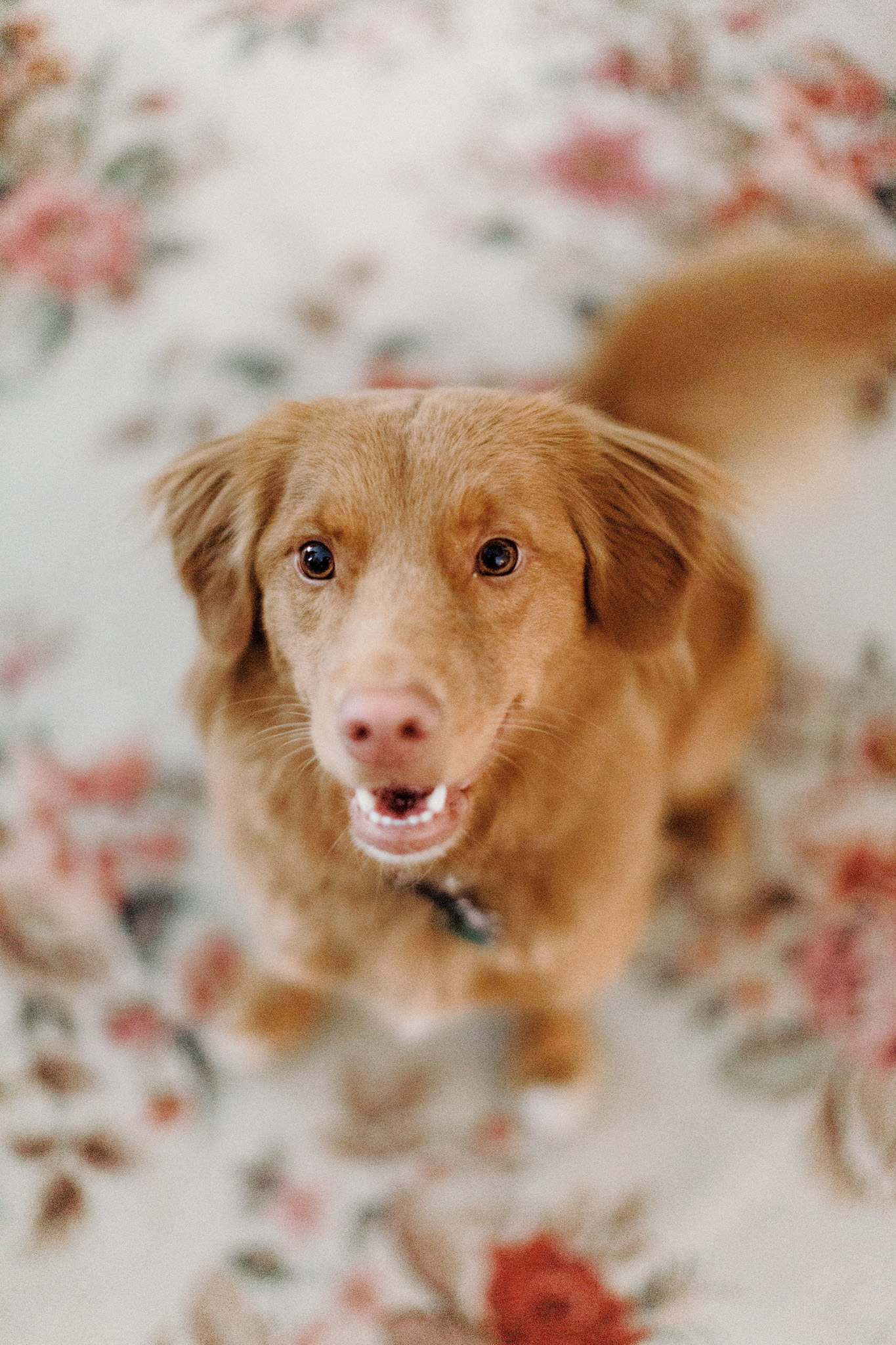 An auburn dog smiles at the wedding photographers camera