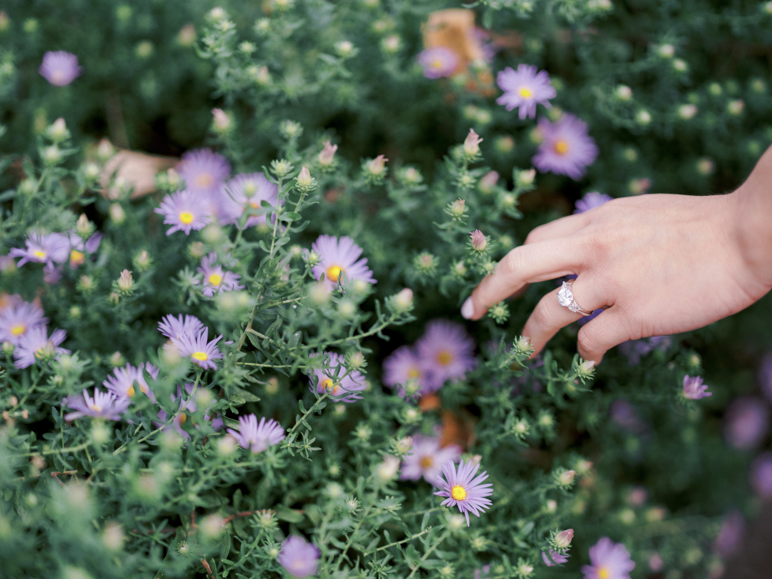 The engagement ring is on the fiancée's hand while it touches the pretty violet flowers in Brooklyn Bridge Park. Professional Engagement Photographer image by Jenny Fu Studio 