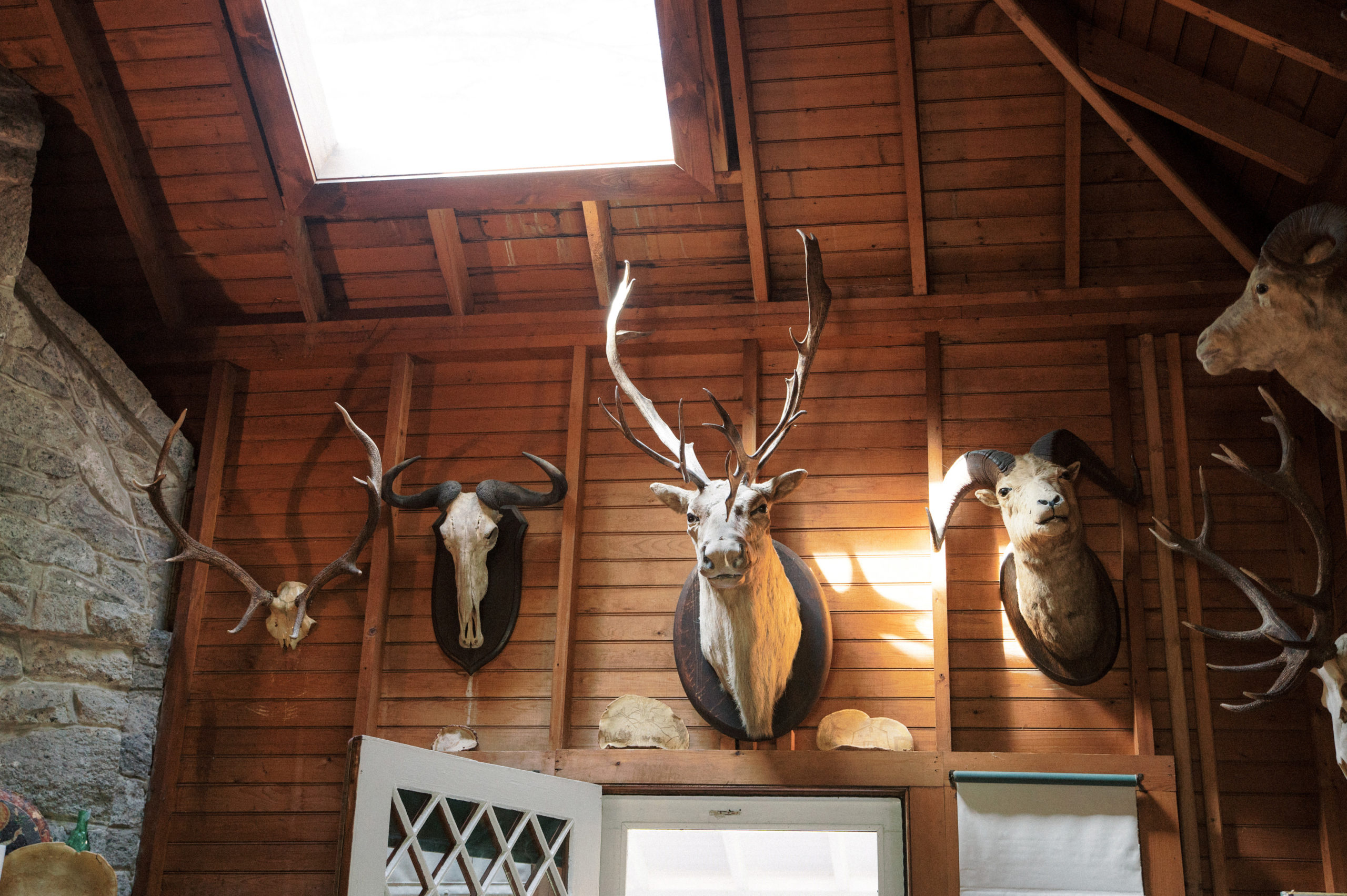 Heads of wild animals displayed on a wall at The Ausable Club. New York elopement image by Jenny Fu Studio
