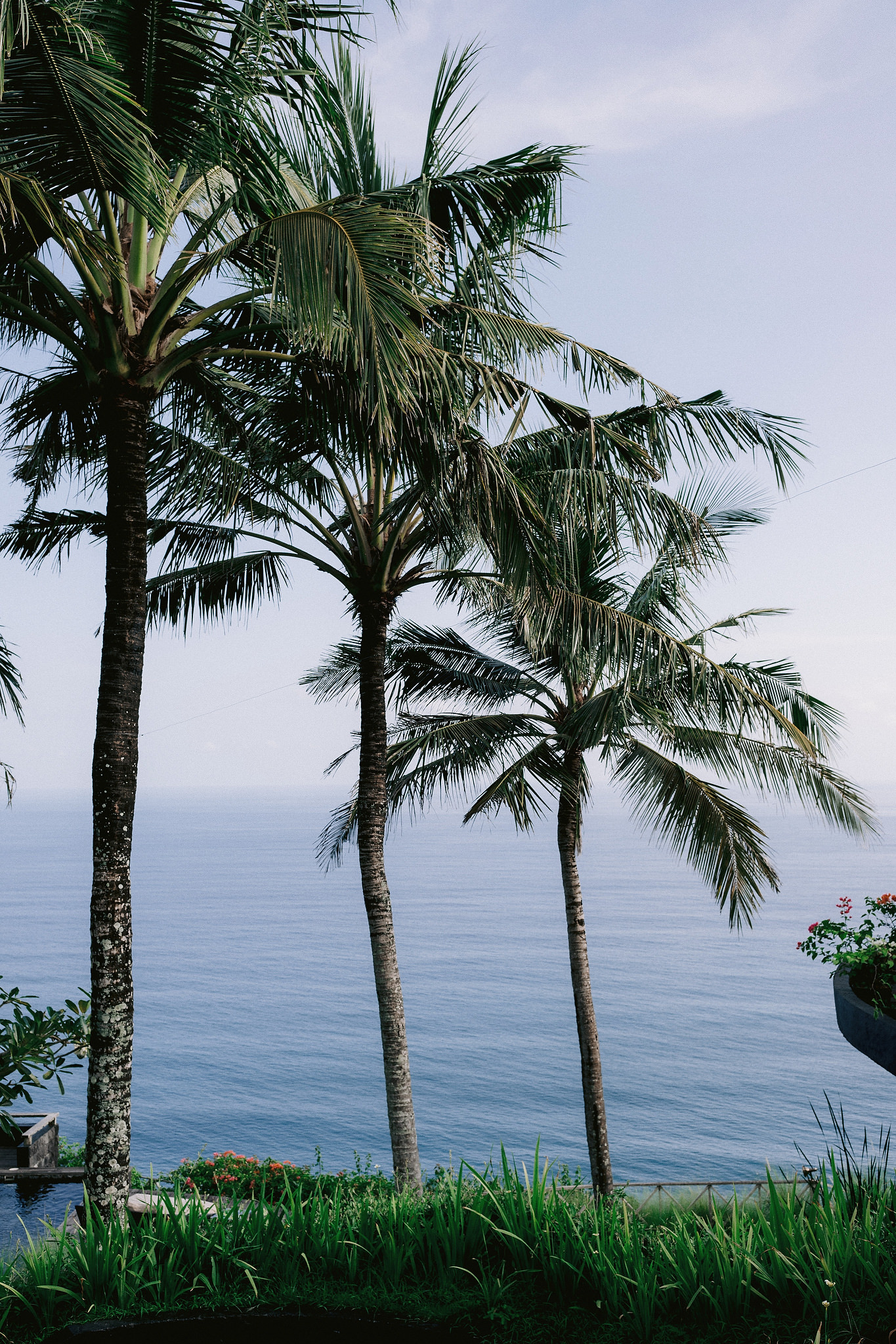 Coconut trees overlooking the ocean. Wedding destination timeline image by Jenny Fu Studio 