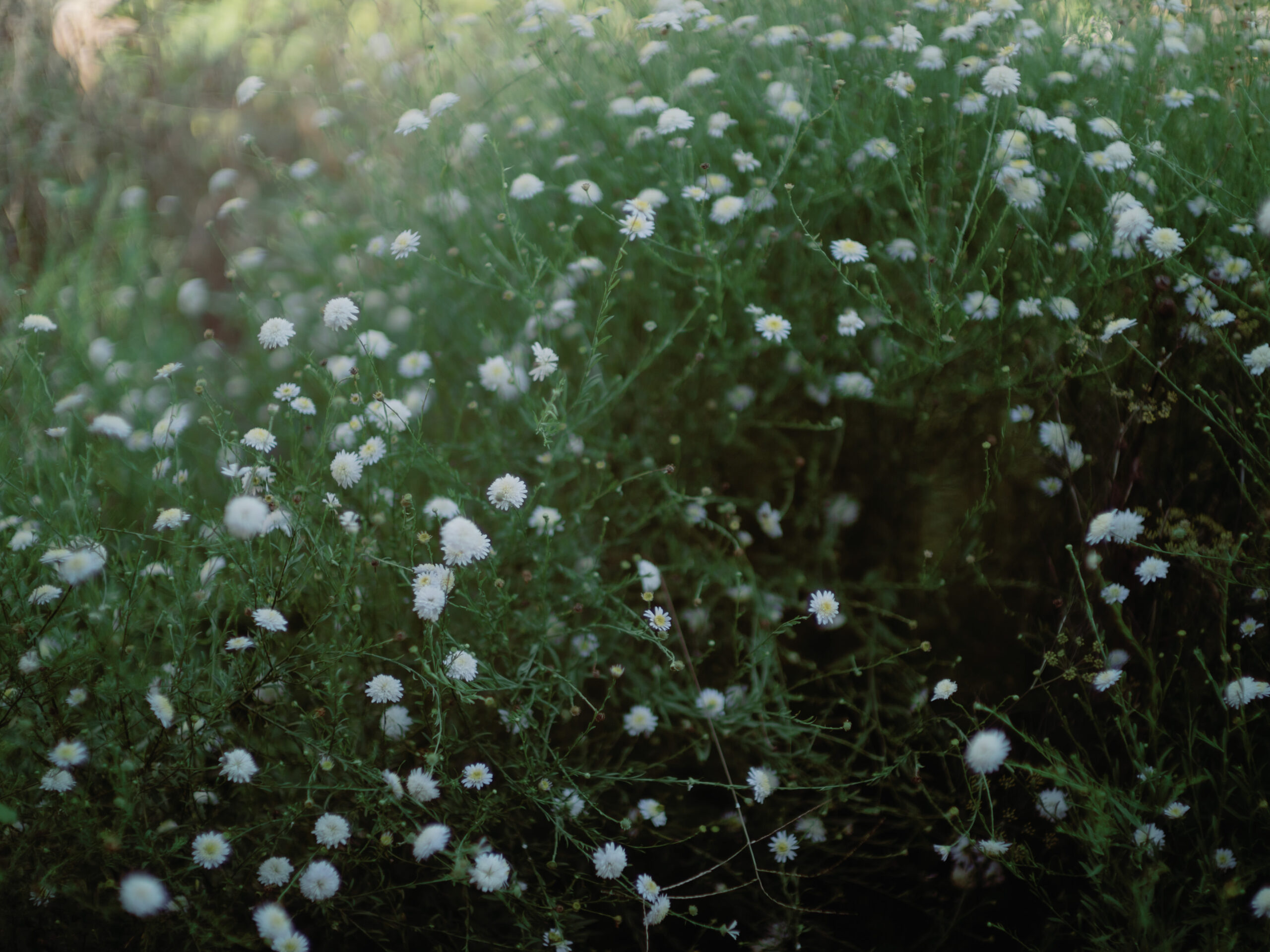 Beautiful photo of wild white flowers. Documentary wedding photography image by Jenny Fu Studio