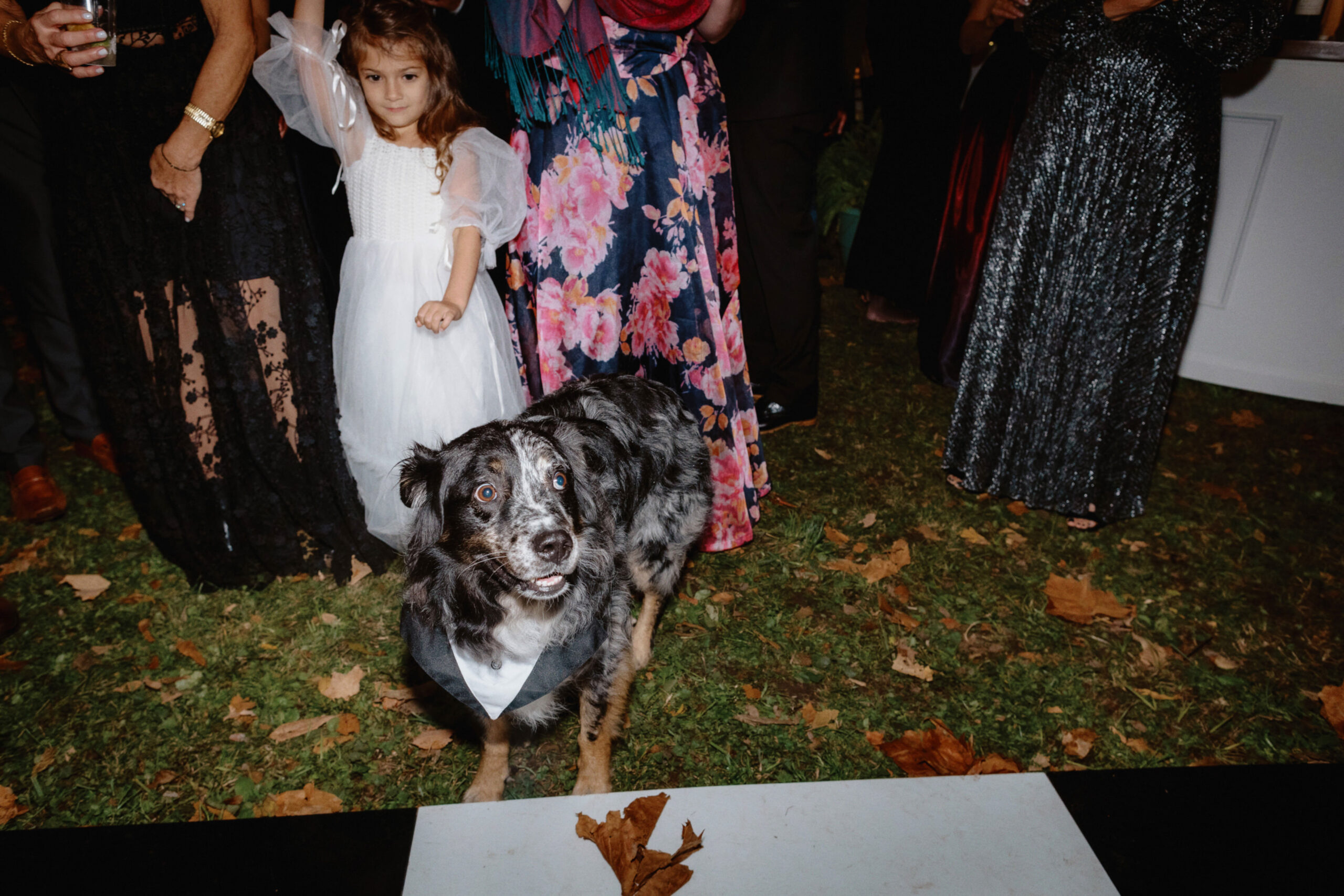 The newlywed's dog is having fun in the wedding. Image by Jenny Fu Studio