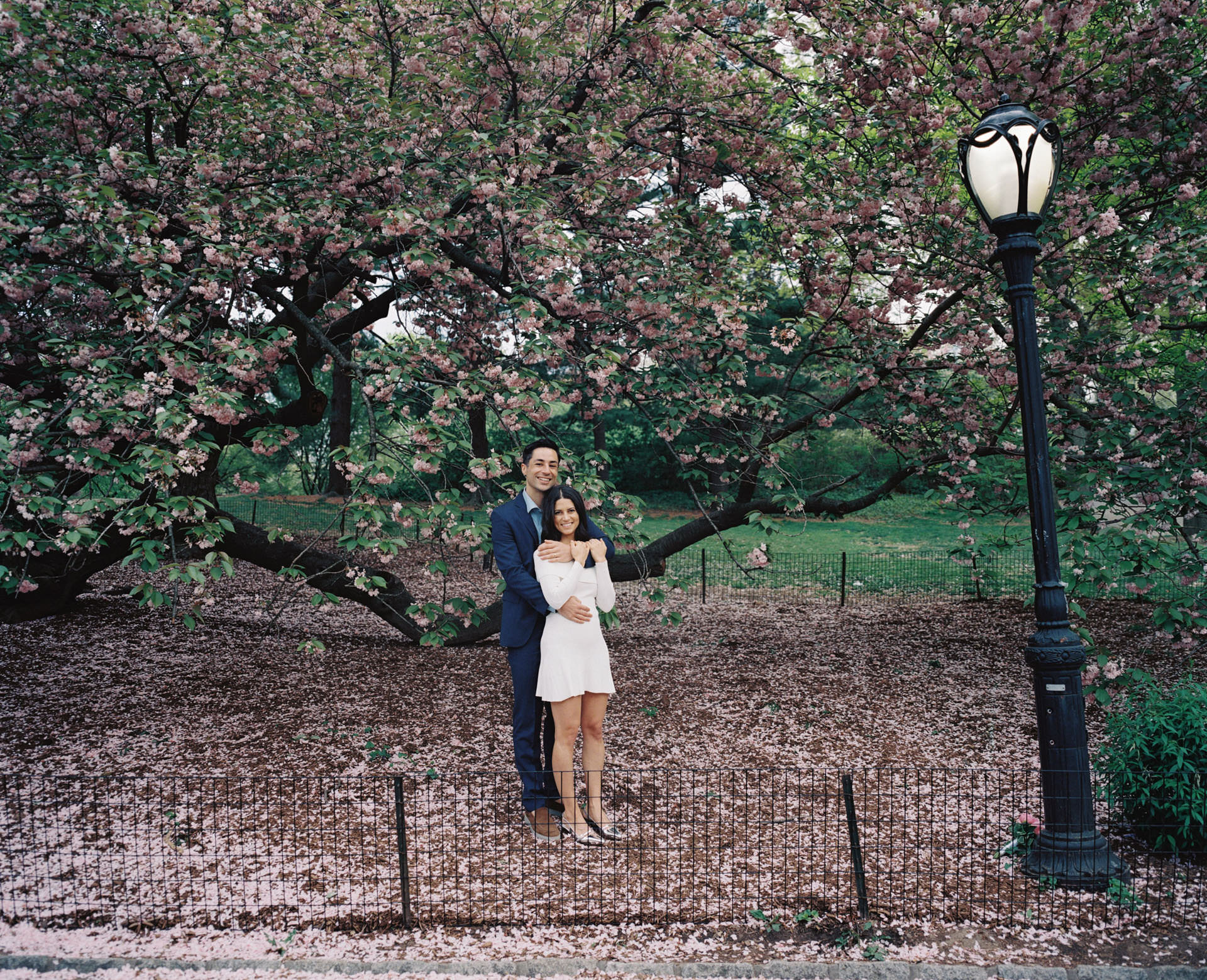 A couple standing under a canopy of blooming cherry blossoms at Cherry Hill, with petals gently falling around them.