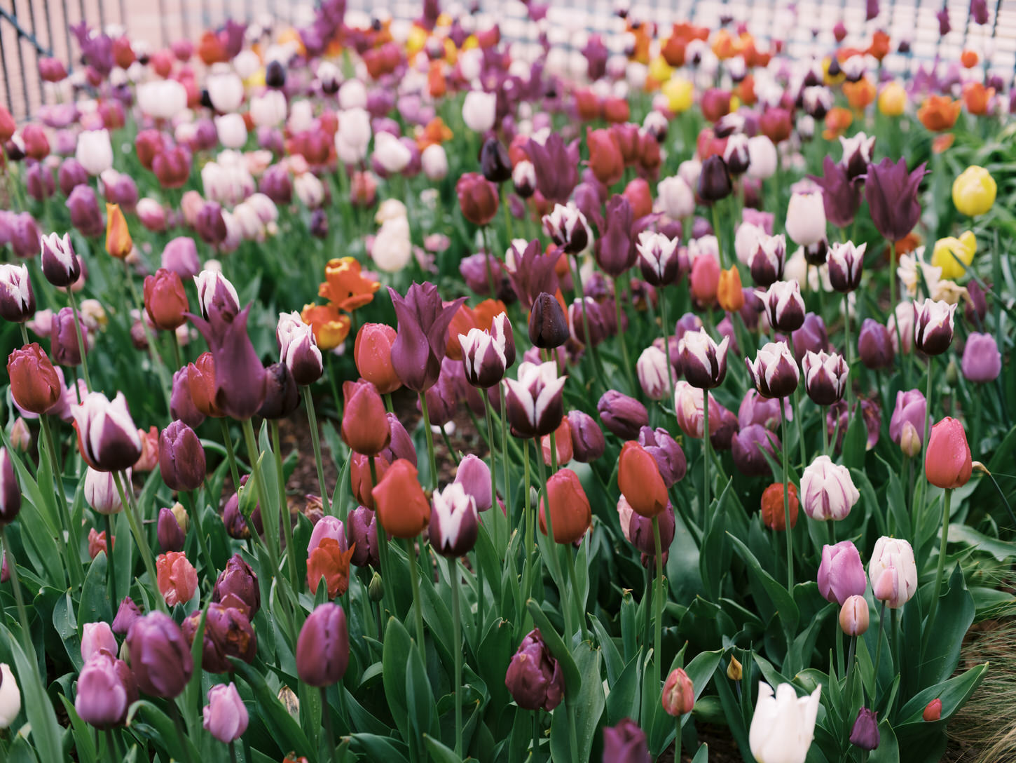 Beautiful Tulips in spring with colors of purple, red, yellow and orange, captured by Jenny Fu Studio.